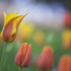 公園のチューリップ