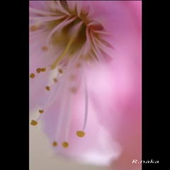 公園の梅　４