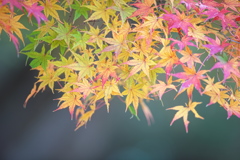 公園　３００ｍｍの紅葉