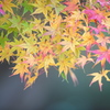 公園　３００ｍｍの紅葉