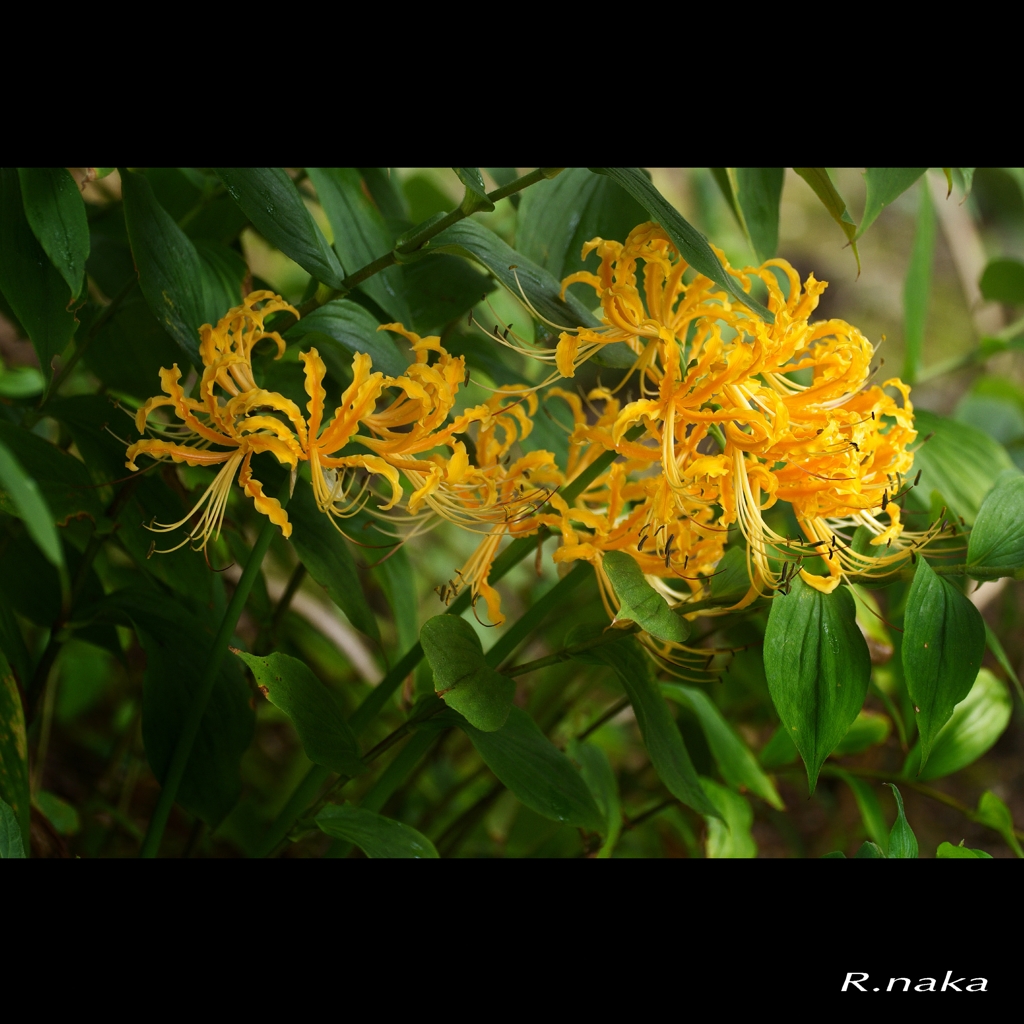 ９月　公園の花探し　２