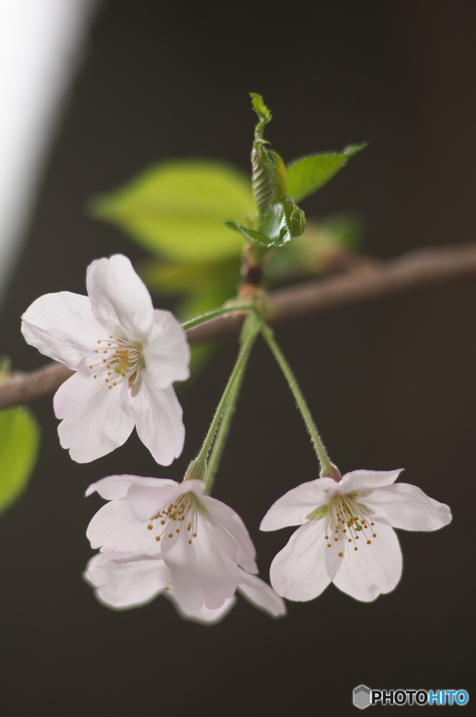 桜の花を花として撮ってみた　２