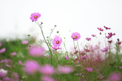 花の丘コスモス
