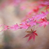 公園の紅葉　