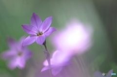 子供の森のお花達　５　ハナニラ