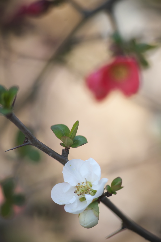 公園のボケの花　