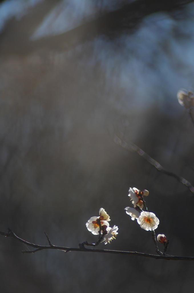 2017 公園の梅の花　４