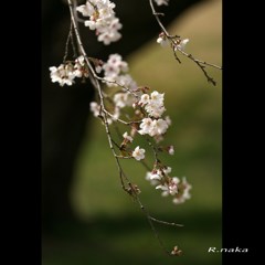 公園の桜　４