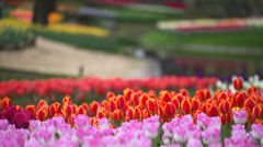 公園の花達