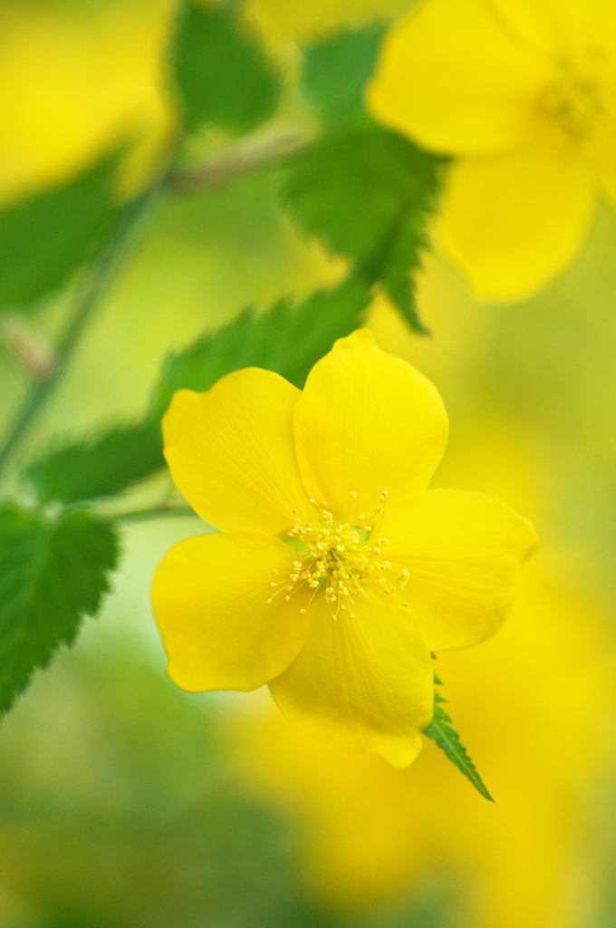 公園の山吹の花　１