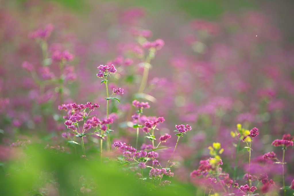 赤いそばの花