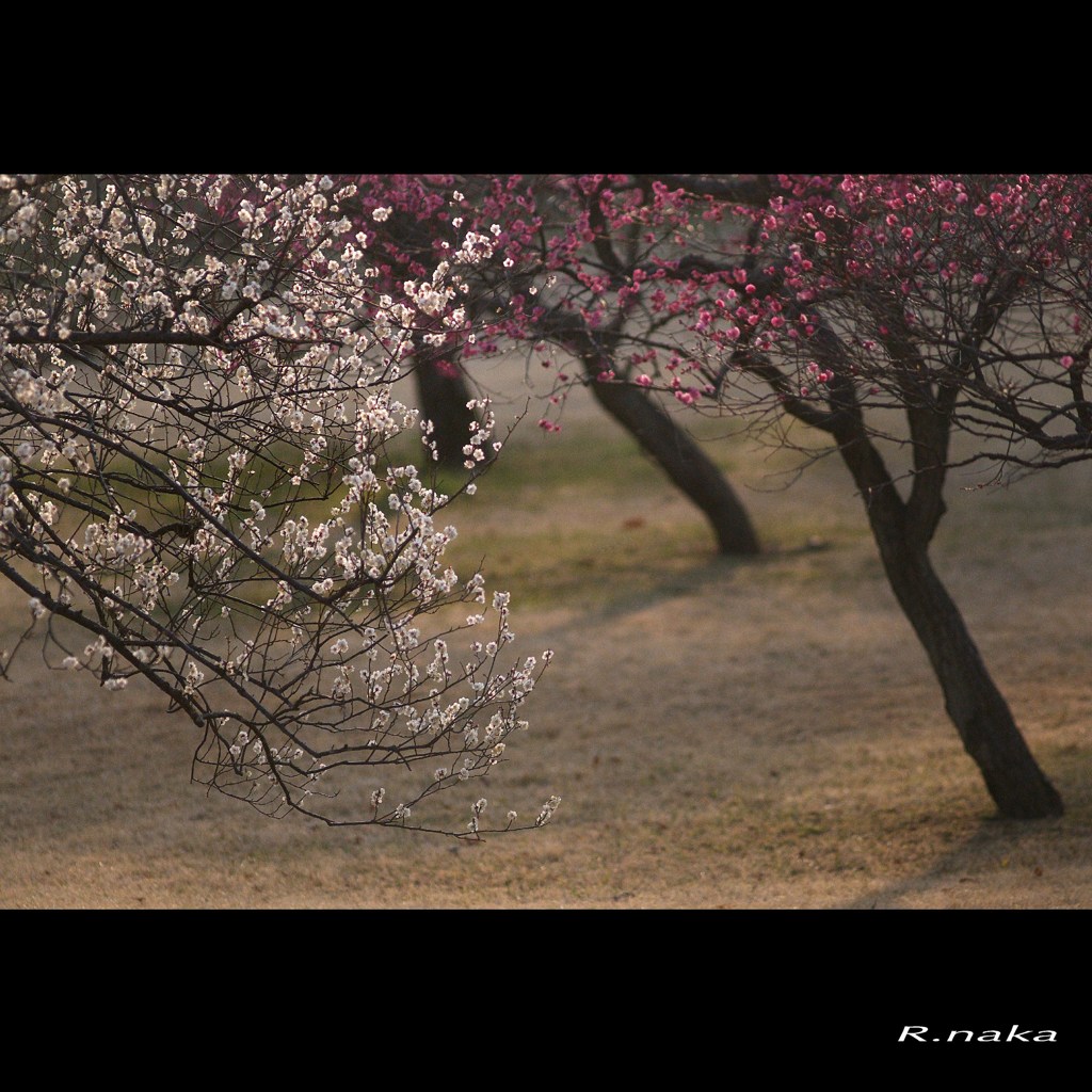 公園の梅　８