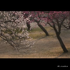 公園の梅　８