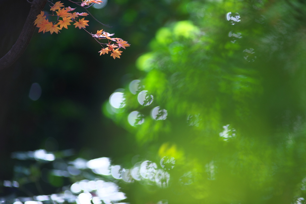 公園の紅葉