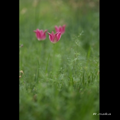 忘れられた花達　１