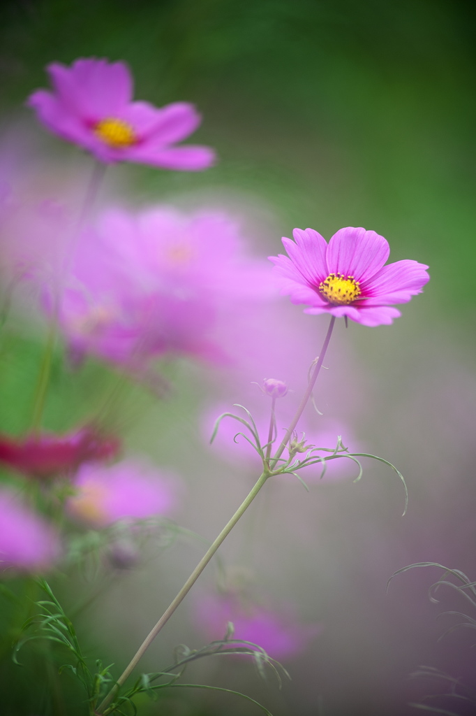 花の丘コスモス