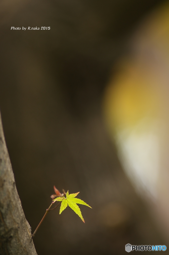 公園の紅葉　８