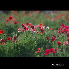 ２０１５花の丘ポピー　４