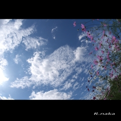 花の丘　コスモス　１　青い空　