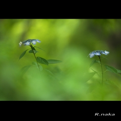 公園のアジサイ　３６