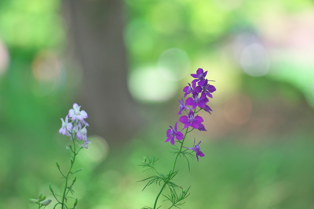 公園のお花　６