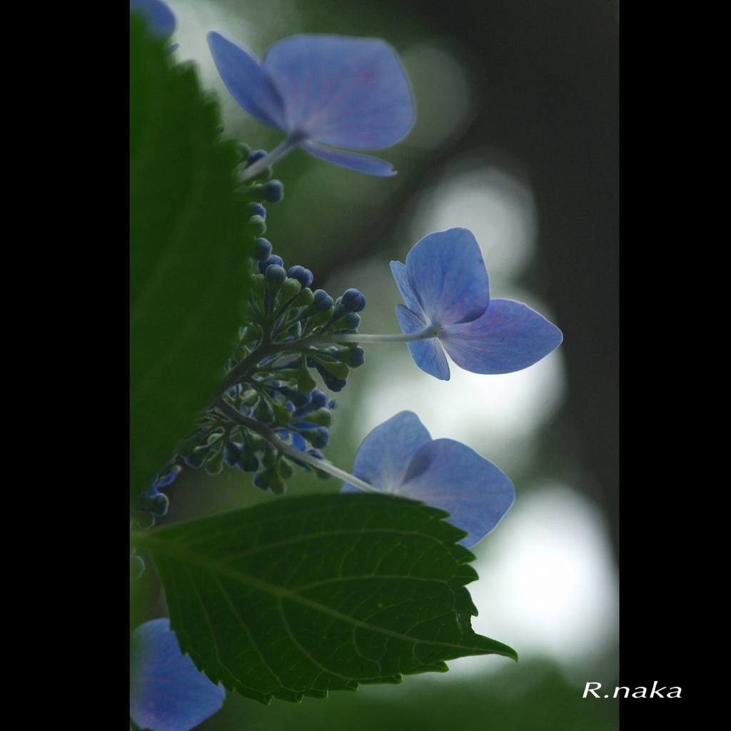 紫陽花の花　２