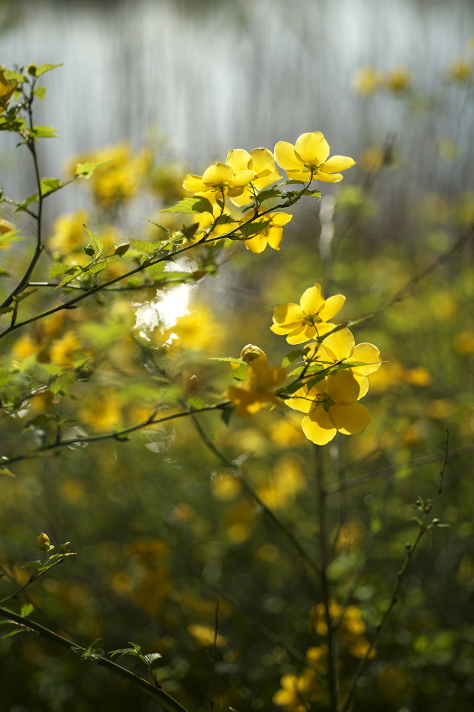 公園の山吹の花