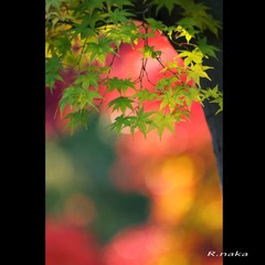 公園紅葉で遊んでみました。　２