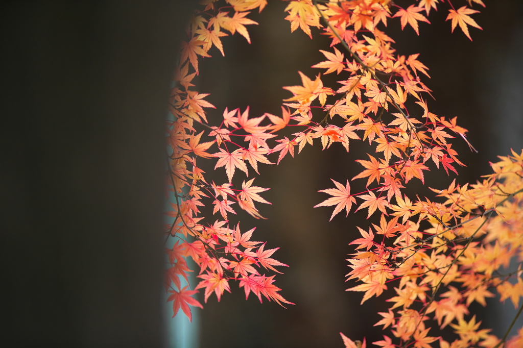 公園の紅葉