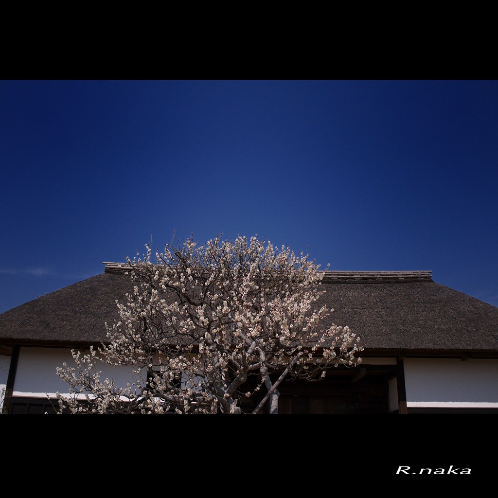 公園の梅　５