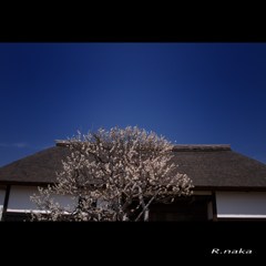公園の梅　５