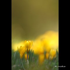 子供の森のお花　２