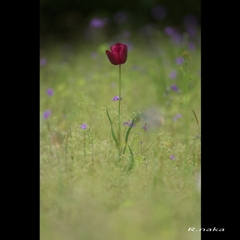 忘れられた花達　２