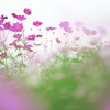 花の丘コスモス