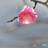 雪の公園での紅梅　５