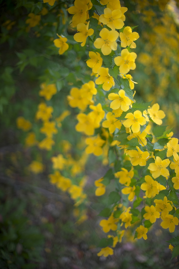 公園の山吹の花