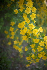 公園の山吹の花