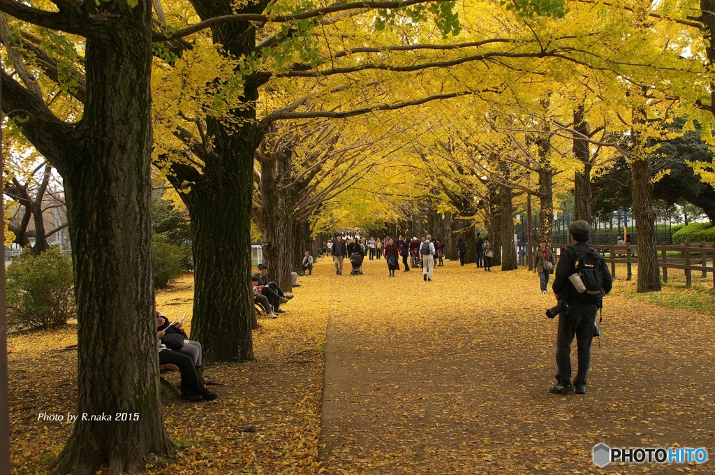 秋の公園散歩　１