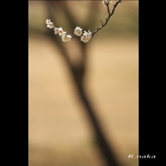 公園の梅　３