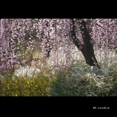 枝垂れ桜　２