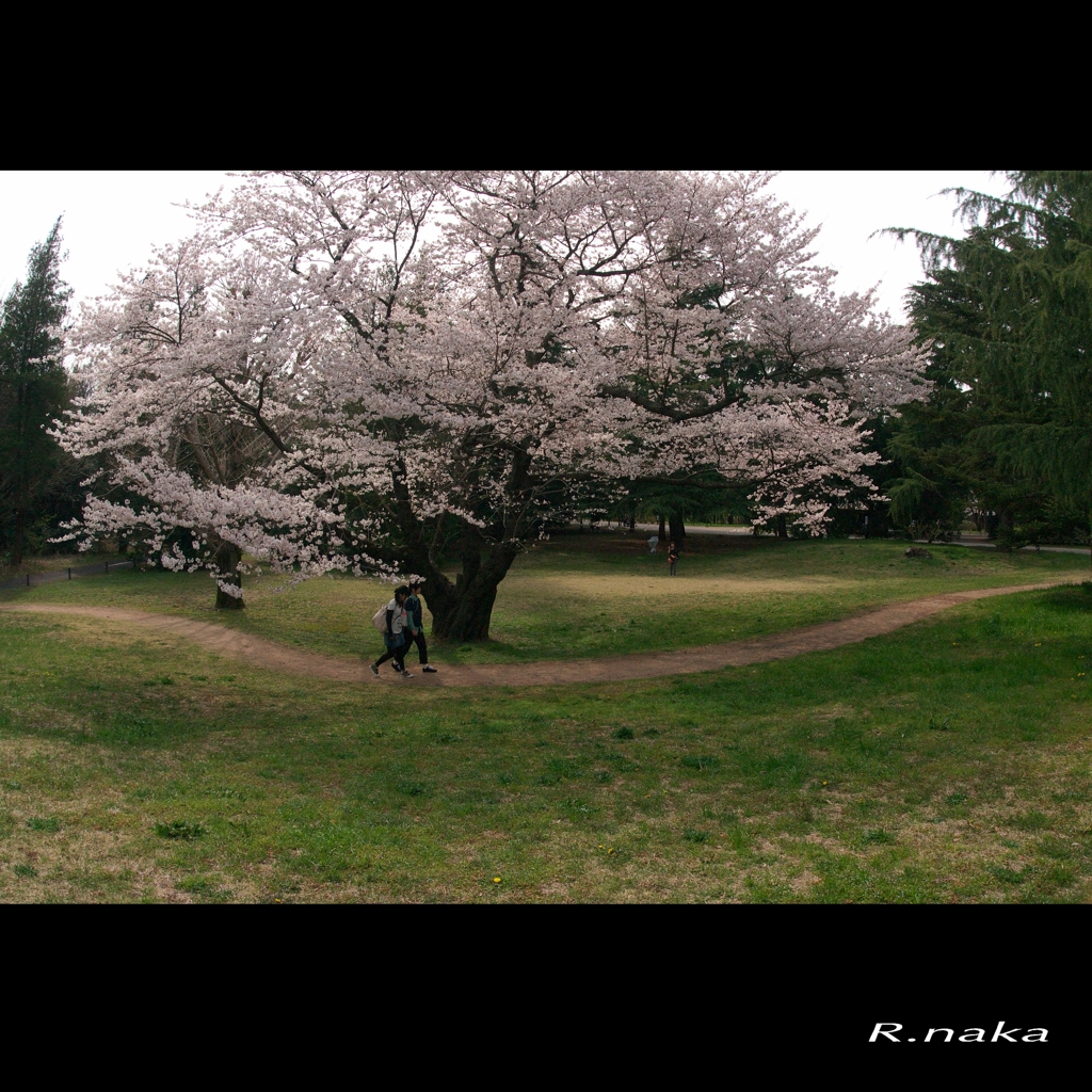 桜の頃　４