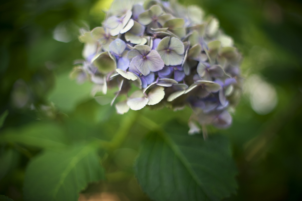 公園の最後の紫陽花