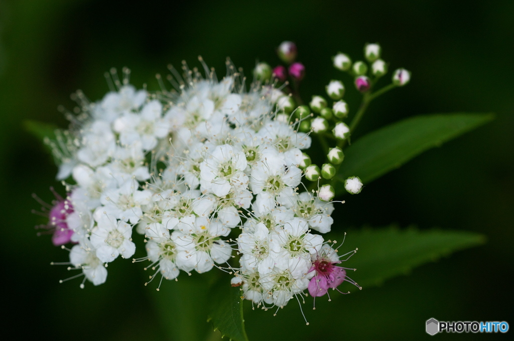公園のお花　シモツケ　１