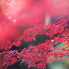 公園　３００ｍｍの紅葉