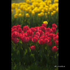 公園のチューリップ　２