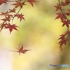公園の紅葉　１７