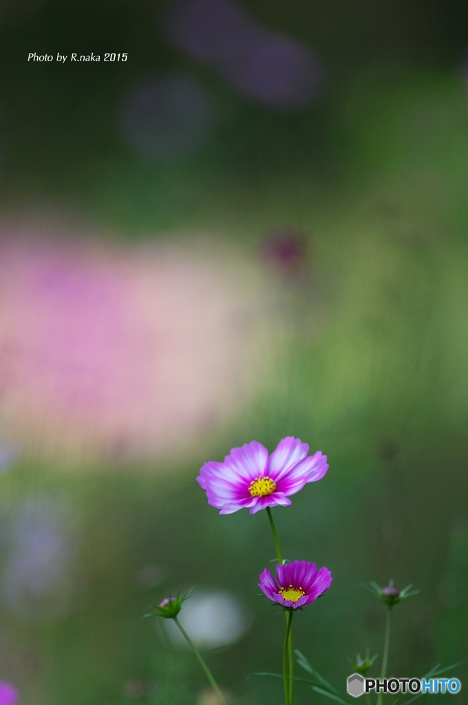 花の丘のコスモス　６　