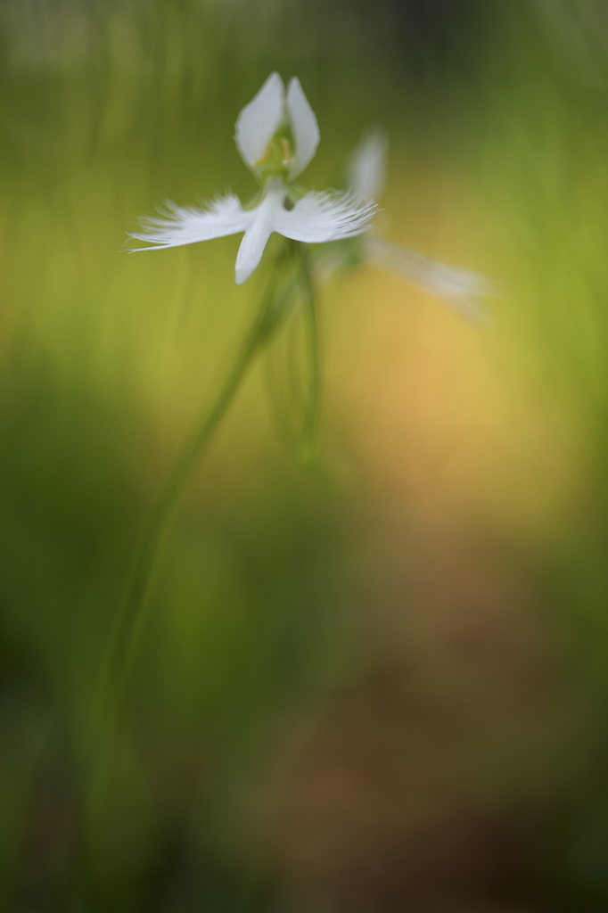 公園のサギ草