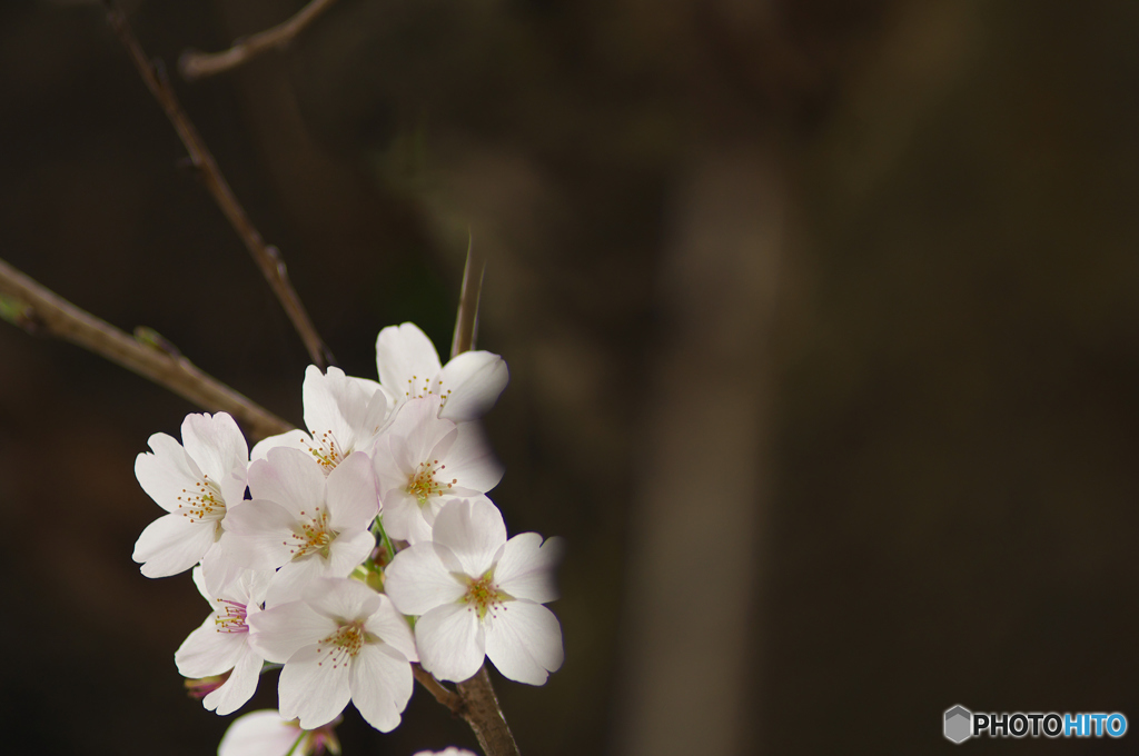桜の花を花として撮ってみた　３