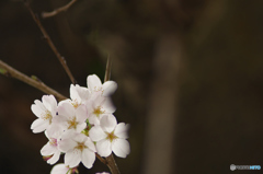 桜の花を花として撮ってみた　３